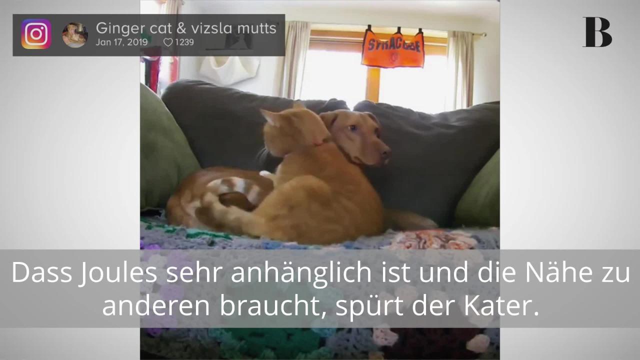 Die Wahre Geschichte Von Mia Der Weinenden Katze